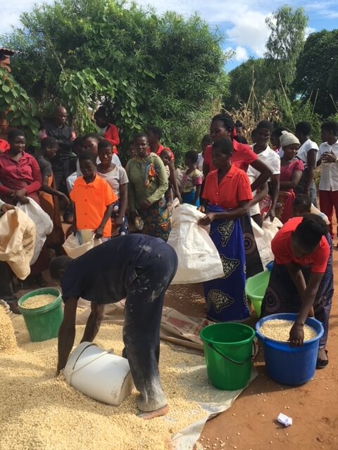 A group of people in Malawi gathering grain into buckets.